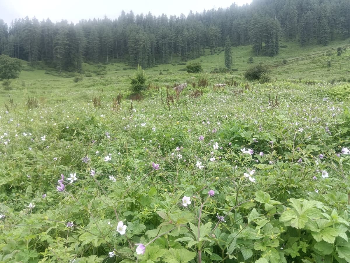 Bhavishya Badri Homestay 43